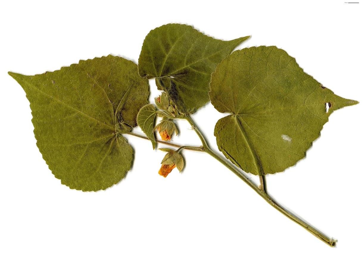 Abutilon teophrasti (Malvaceae)